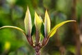 Budding buds, bursting leaves of hydrangea in spring, lacecap hydrangea Macro shot