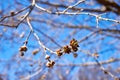 The budding buds and catkins of the American maple against the blue sky. Spring background. Close-up, selective focus, macro Royalty Free Stock Photo