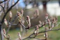 Budding buds with small leaves on tree branches in spring Royalty Free Stock Photo