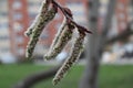 Budding buds with small leaves on tree branches in spring Royalty Free Stock Photo
