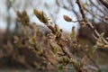 Budding buds with small leaves on tree branches in spring Royalty Free Stock Photo