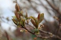 Budding buds with small leaves on tree branches in spring Royalty Free Stock Photo