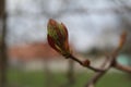 Budding buds with small leaves on tree branches in spring Royalty Free Stock Photo