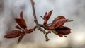 Budding buds with young leaves and flowers Royalty Free Stock Photo