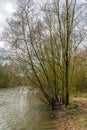 Budding bush on the bank of a creek