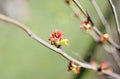 Budding bush. Springtime in a garden. Green background.