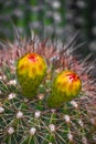 Cactus with Yellow and Red Flower Buds Royalty Free Stock Photo