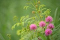Budding catclaw brier - mimosa nuttallii Royalty Free Stock Photo