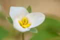 Budding Catesby Trillium Wildflower Ephemeral Royalty Free Stock Photo