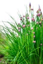 Budding chives, Allium schoenoprasum