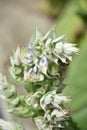 Budding Clary Sage Plant in a Garden Royalty Free Stock Photo