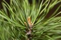 Close up view of a budding cone on the tip of a pine branch among the needles in early spring. The birth of a new life Royalty Free Stock Photo