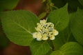 Budding Cream Hydrangea Bush Tinged with Blue Royalty Free Stock Photo