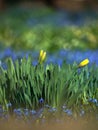 Budding daffodils and a blue flowerbed of Grape Hyacinths