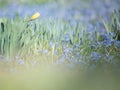 Budding daffodils and a blue flowerbed of muscari