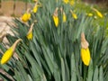 Daffodil buds in the garden - Garden flowers in spring still closed