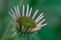 Budding Echinacea Royalty Free Stock Photo