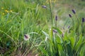 Budding and flowering blooms of the English plantain plant from Royalty Free Stock Photo