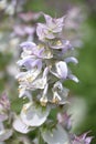 Budding and Flowering Clary Sage in a Garden Royalty Free Stock Photo