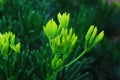 A budding fluorescent green flower in a beautiful tropical garden