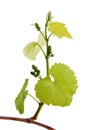 Budding green grapes Royalty Free Stock Photo