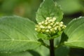 Budding Green Hydrangea Bush in the Summer