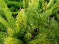 Budding green plant with rain dropplets