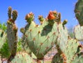 USA, Arizona: Prickly Pear Cactus: A Budding Heart Royalty Free Stock Photo