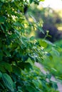 Budding jasmin flowers on branches in a garden shot at golden hour