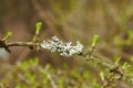 Budding larch needles and lichen