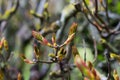 Budding leaves