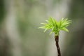 Budding Leaves