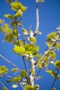 Budding leaves on plant