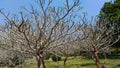 Budding leaves during spring at Pondicherry, India