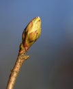 Budding leaves on the tree bough in the spring