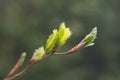 budding leaves of a tree in spring