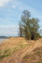 Budding leaves of a willow tree on the bank of a river