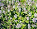 Budding and lilac flowering water mint plants from close