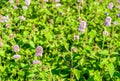 Budding and lilac flowering water mint plants from close