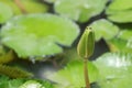 Budding lotus Royalty Free Stock Photo