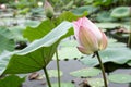 Budding Lotus Flower in Chiang Mai, Nature Beauty Royalty Free Stock Photo