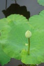 Budding lotus flower Royalty Free Stock Photo