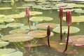 Budding lotus in pond Royalty Free Stock Photo