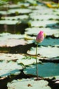 Budding lotus in pond Royalty Free Stock Photo