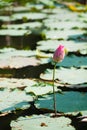 Budding lotus in pond