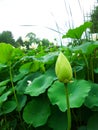 Budding lotus in the pond Royalty Free Stock Photo