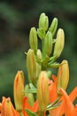 Budding Orange Lily Blooming and Flowering in a Garden Royalty Free Stock Photo