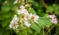 Budding and pale pink blossoming blackberry flowers and still un