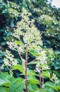 Budding Panicled Hydrangea Royalty Free Stock Photo