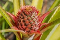 Budding Pinapple Close-up Royalty Free Stock Photo